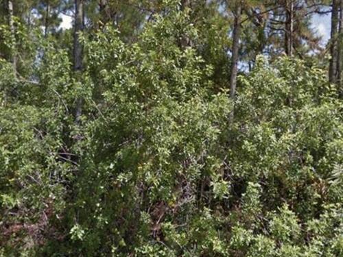 910 Lava Street SE, Palm Bay, FL 32909