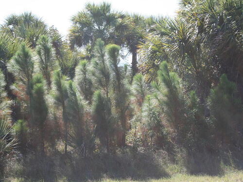 344 Farley Street SW, Palm Bay, FL 32908