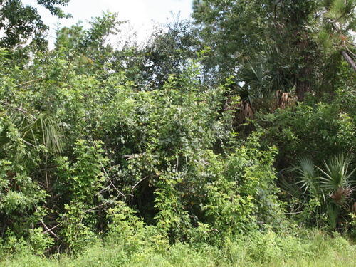 813 Toluca Street SE, Palm Bay, FL 32909