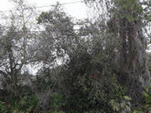 Xxx Palm Street, Mims, FL 32754