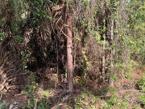 1399 Valencia Street SE, Palm Bay, FL 32909